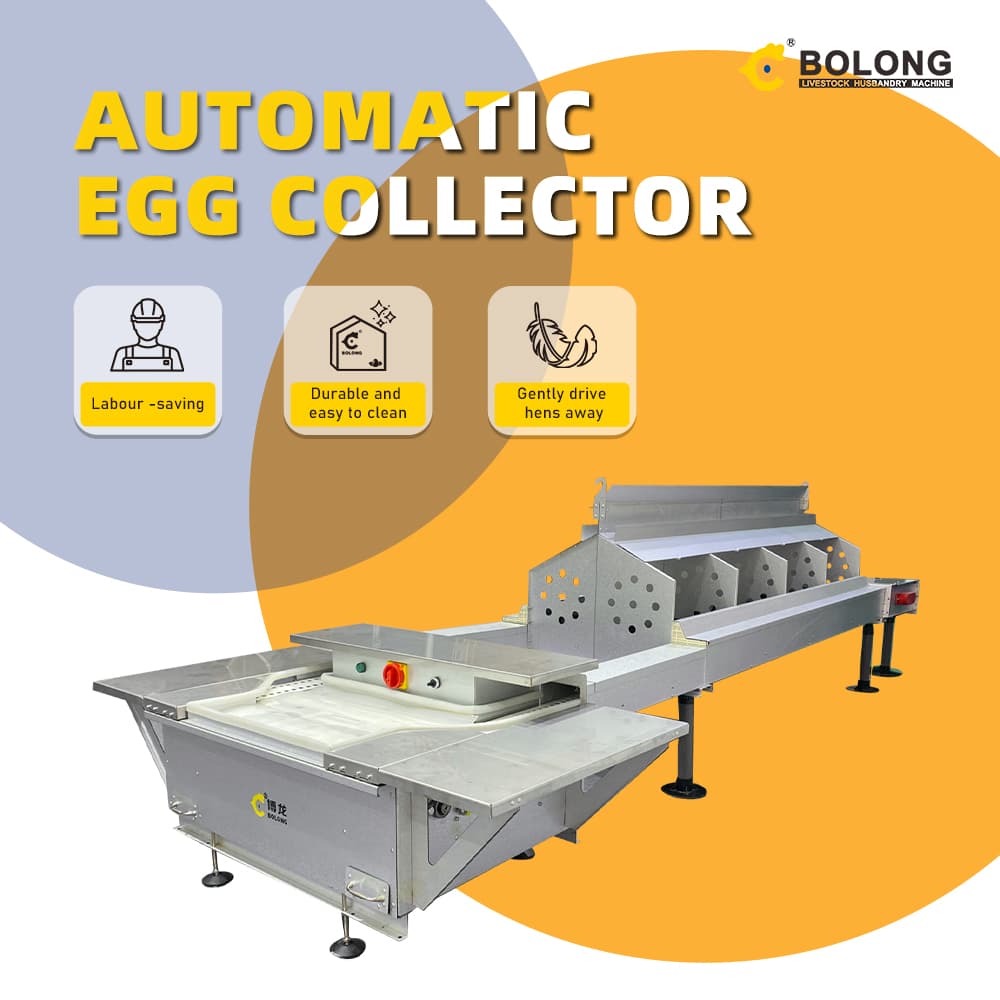 How Intelligent Egg Collection Systems Transform Poultry Farms？