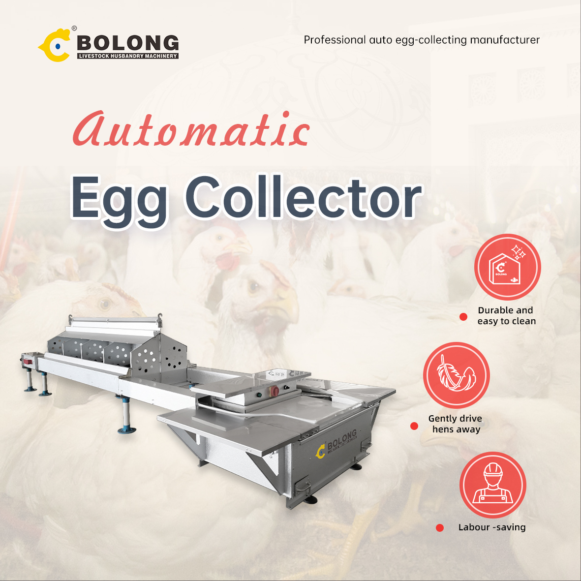 Best Automatic Egg Collection System for Modern Chicken Farms