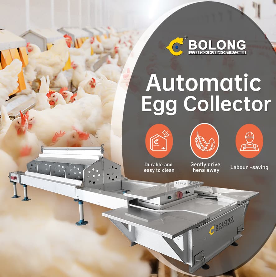 Reducing Egg Breakage with Smart Egg Collector Solutions