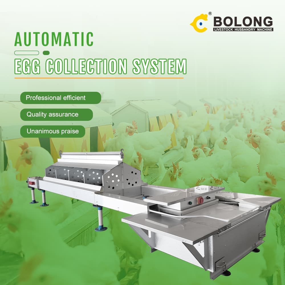 Animal Welfare and Efficiency: Why Poultry Farms Need Automatic Egg Collectors