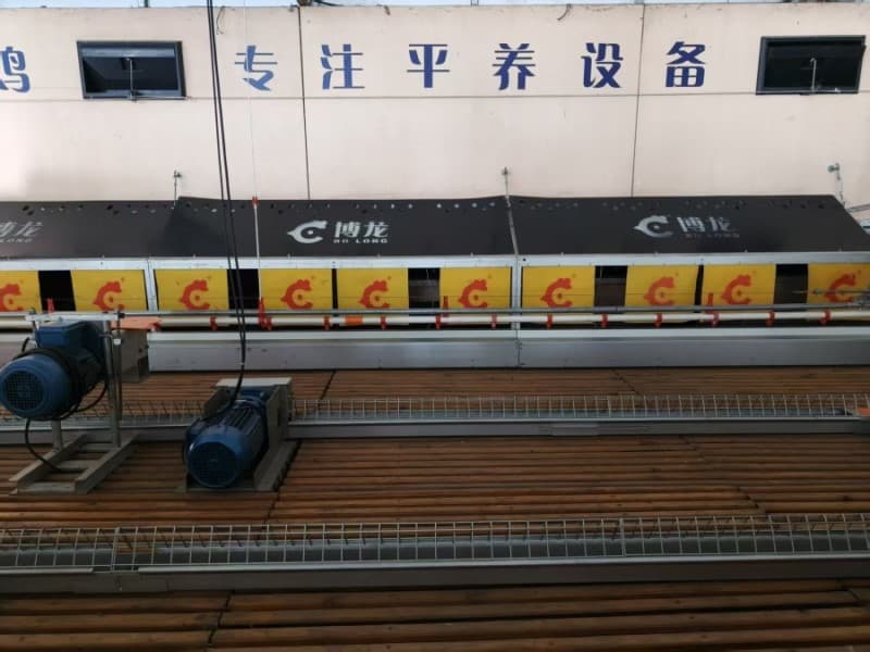 automatic egg collection machine