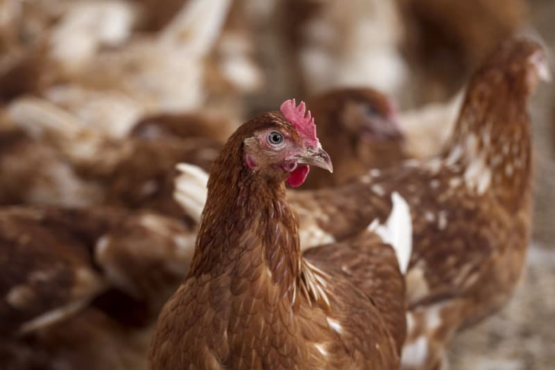 Poultry hygiene Automatic egg collecting machines prevent problems at the source.