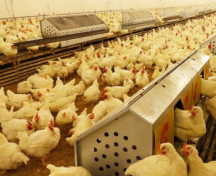 automatic egg collecting machine