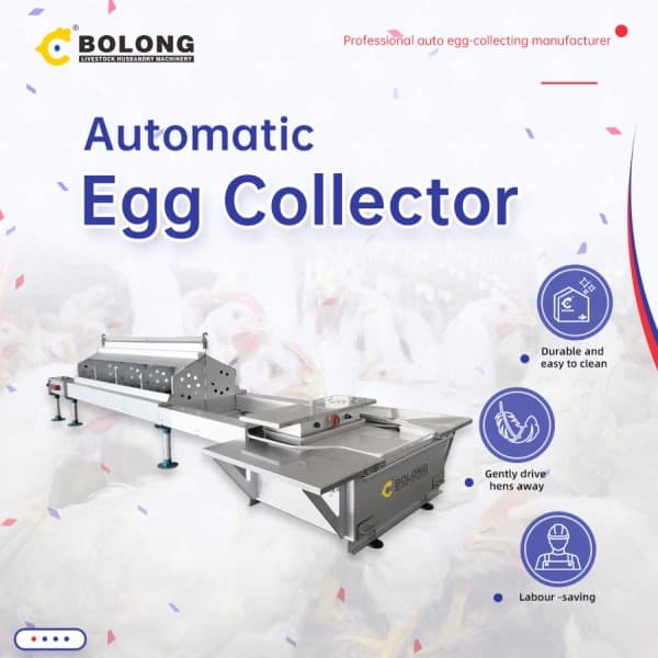 Boost Egg Prices: Reduce Broken Eggs with Automatic Egg Collectors