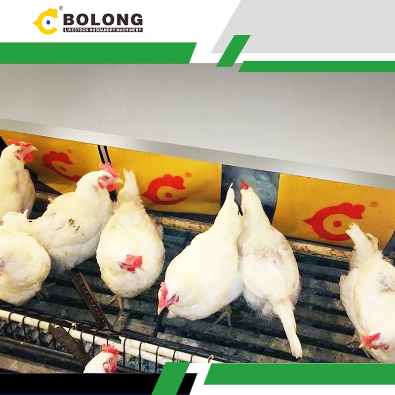 Automatic Egg Collecting Machine: Solve Poultry Farm Efficiency Challenges