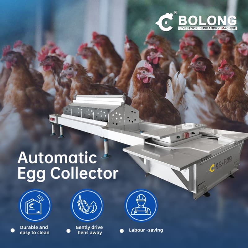 Bolong Automatic Egg Collection Machine: Shared, Dual-Nesting & Z7 Model Guide
