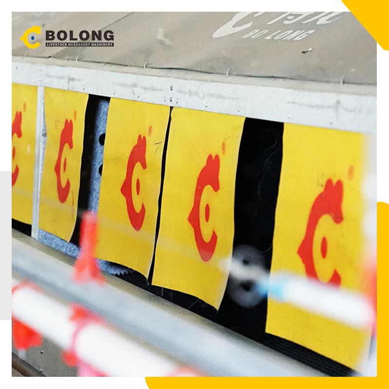 Quickly to Learn about Automatic Egg Collection Machine