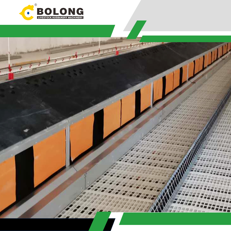 Enhancing Organic Egg Production Efficiency: Bolong Automatic Egg Collector Solutions