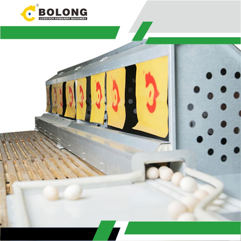 How Can Large-Scale Layer Farms Reduce Egg Breakage and Keep Eggs Clean?