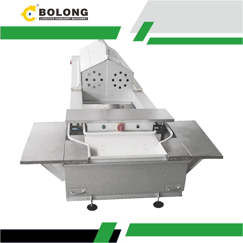 Cutting Egg Breakage from 3% to 0.5%: How Automatic Egg Collectors Boost Farm Profits